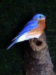 bluebird4_small