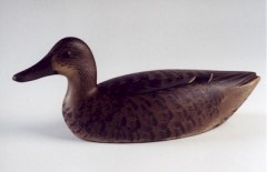 Blue Winged Teal Hen