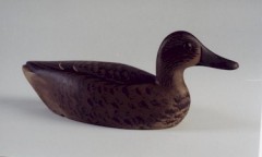 Blue Winged Teal Hen2